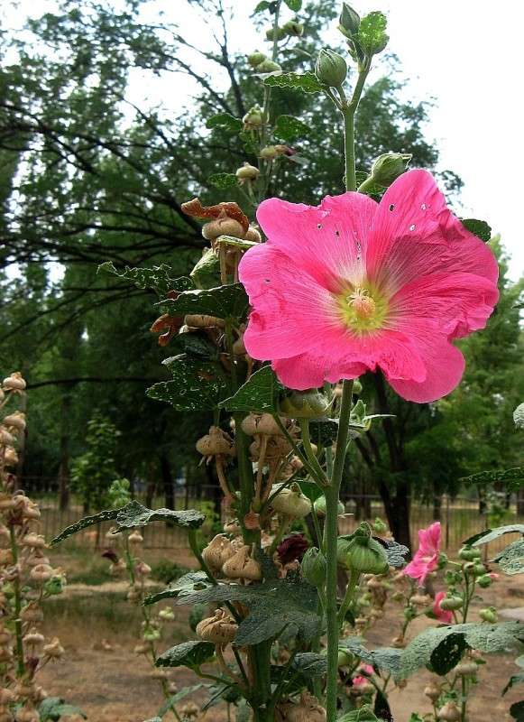 ������� � ������� ... ) ����� Natali  ��������� �� PhotoGeek.ru #������ ��� ������� #����� ��������������