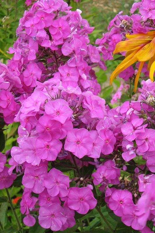 �� ���� �������� �������....) ����� Natali  ��������� �� PhotoGeek.ru #������ ��� ������� #����� ��������������