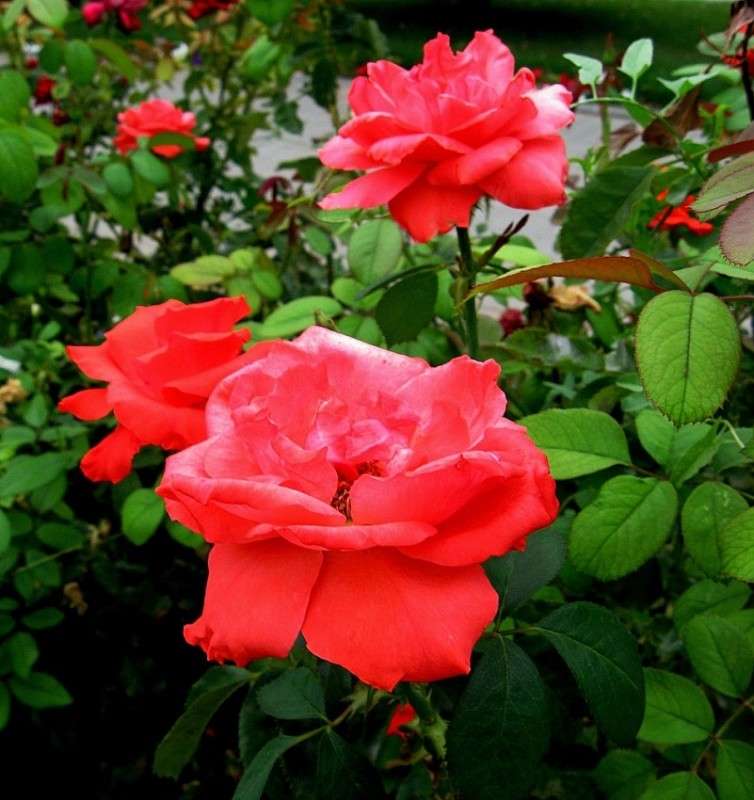 ... ����� Natali  ��������� �� PhotoGeek.ru #������ ��� ������� #����� ��������������