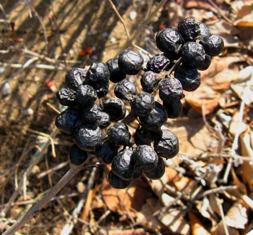 ������������ ������� ...) ����� Natali  ��������� �� PhotoGeek.ru #������ ��� ������� #����� ��������������