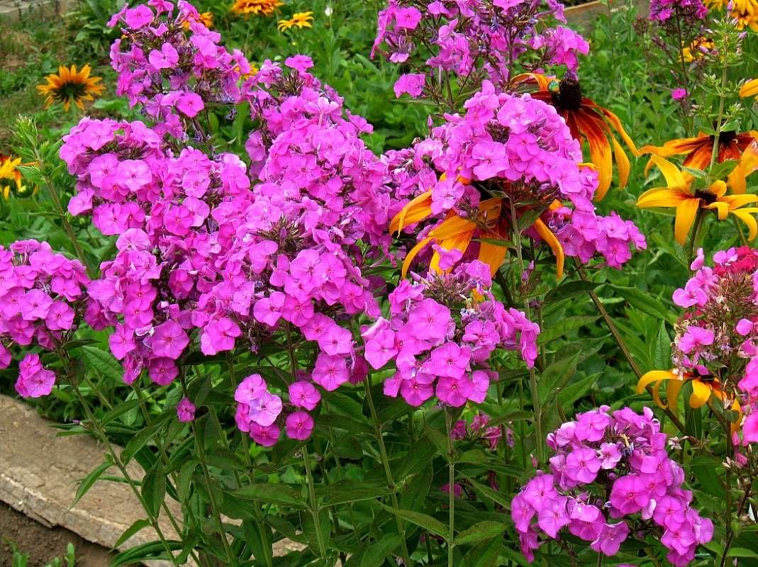 ������ ������� ))) ����� Natali  ��������� �� PhotoGeek.ru #������ ��� ������� #����� ��������������