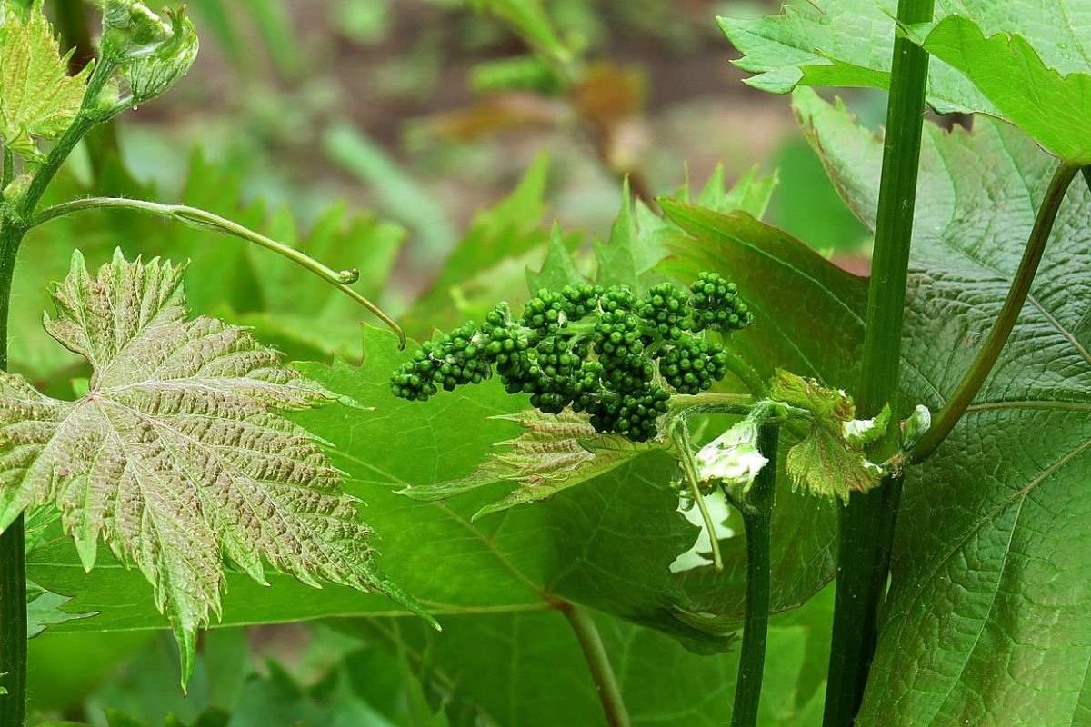 ����� �������� ... ) ����� Natali  ��������� �� PhotoGeek.ru #����� ��������������