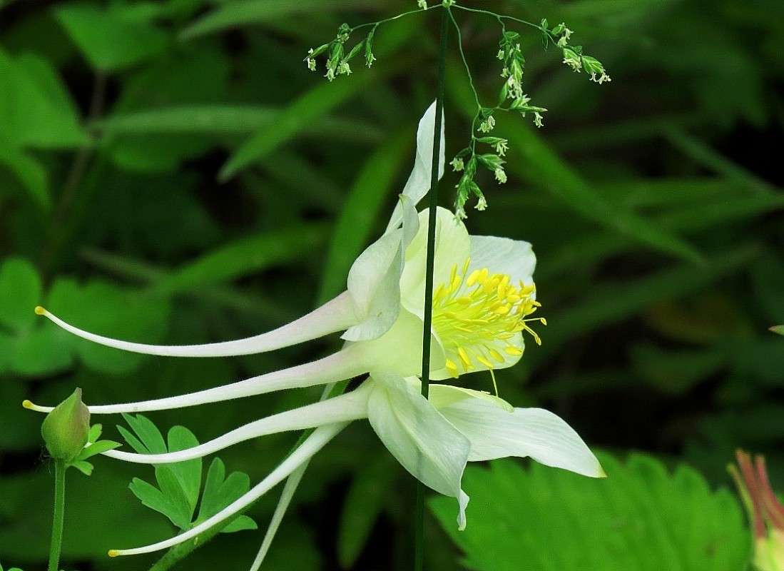 �������� ���  