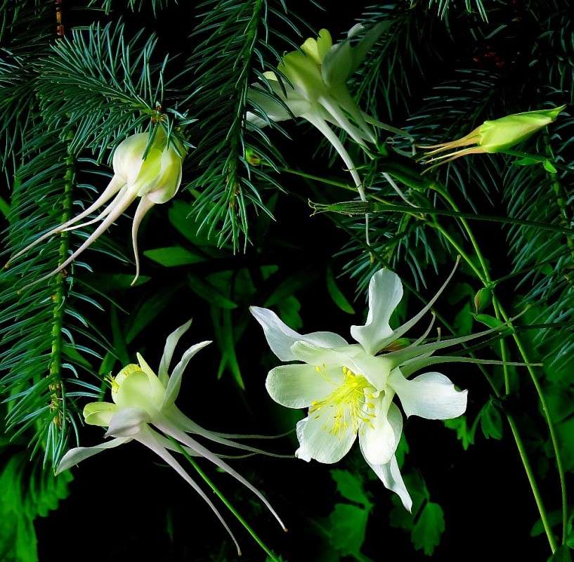 �������� ��� ��������� *__* ����� Natali  ��������� �� PhotoGeek.ru #������ ��� ������� #����� ��������������