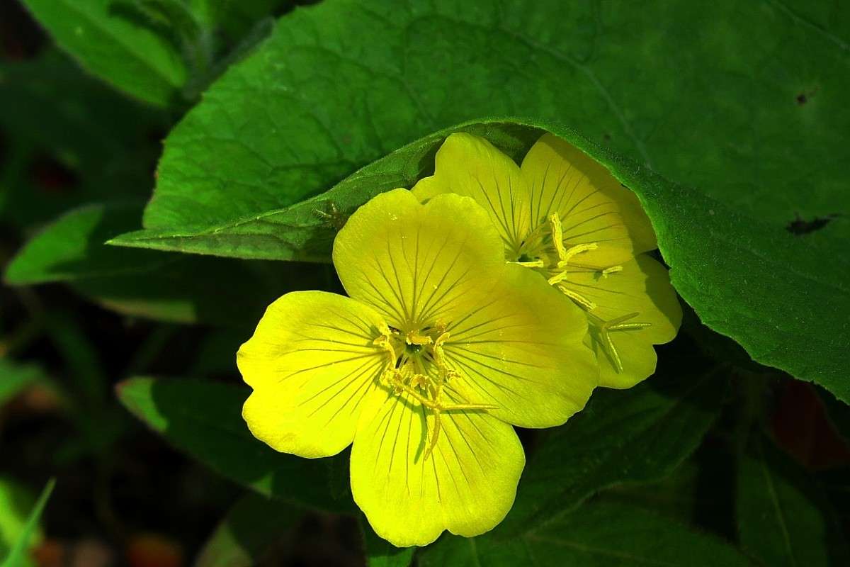 ��� ��������� ... ))) ����� Natali  ��������� �� PhotoGeek.ru #����� ��������������