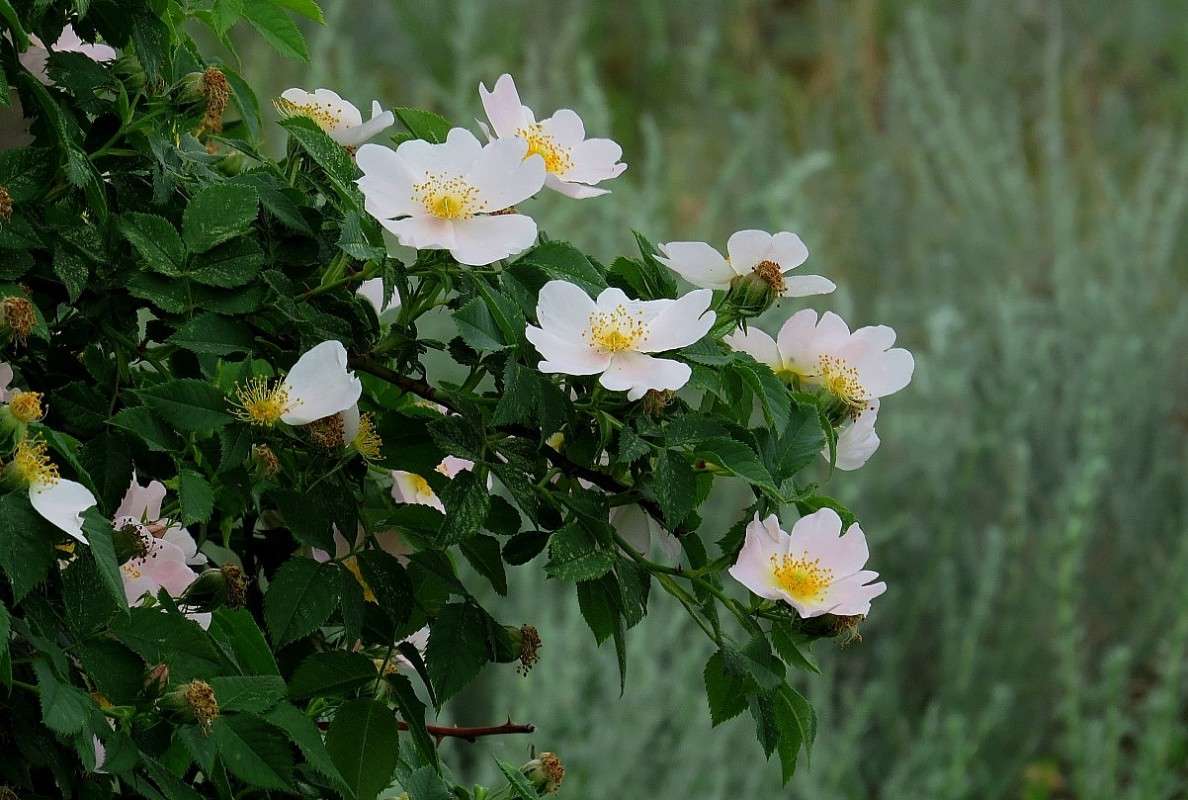 ... ����� Natali  ��������� �� PhotoGeek.ru #����� ��������������