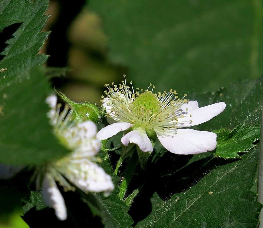 ��������� ����  2 ����� Natali  ��������� �� PhotoGeek.ru #����� ��������������