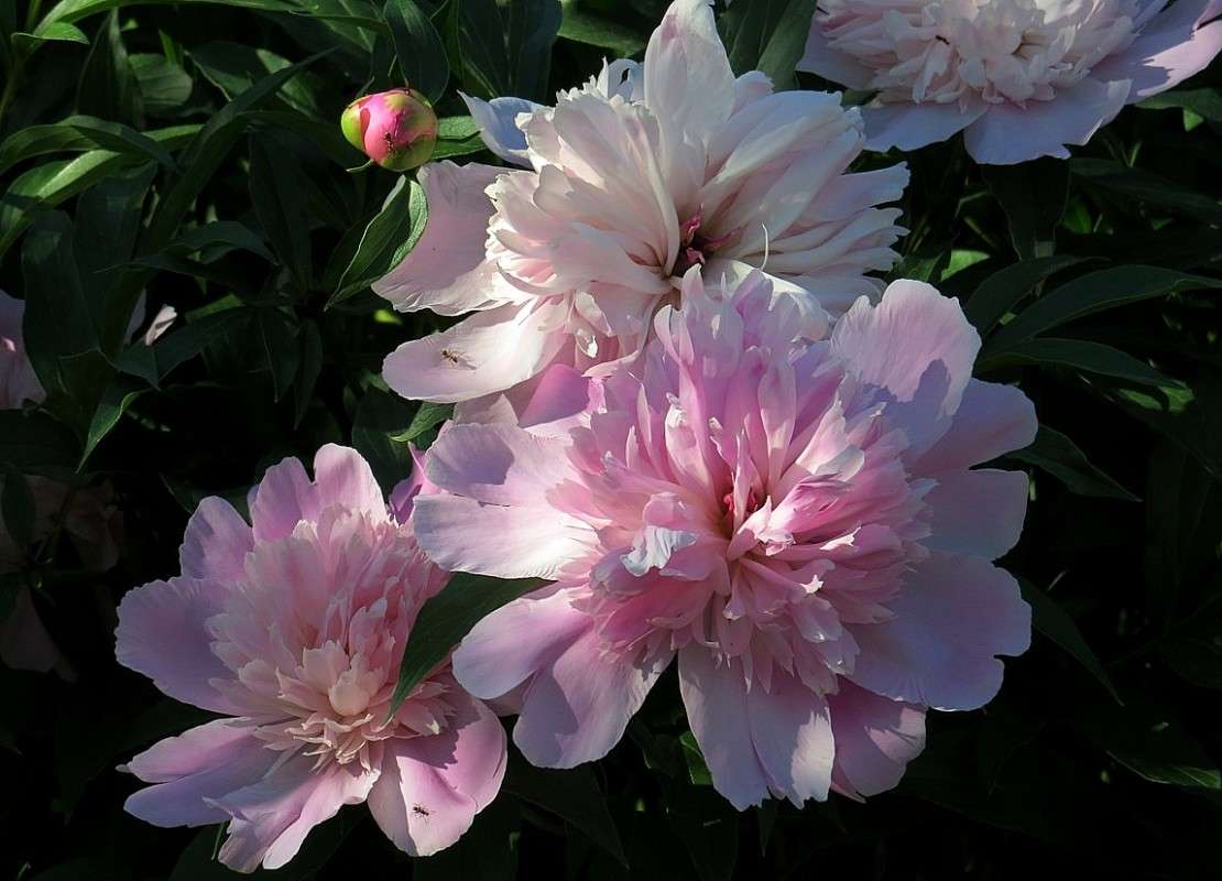 � ����������� ))) ����� Natali  ��������� �� PhotoGeek.ru #����� ��������������