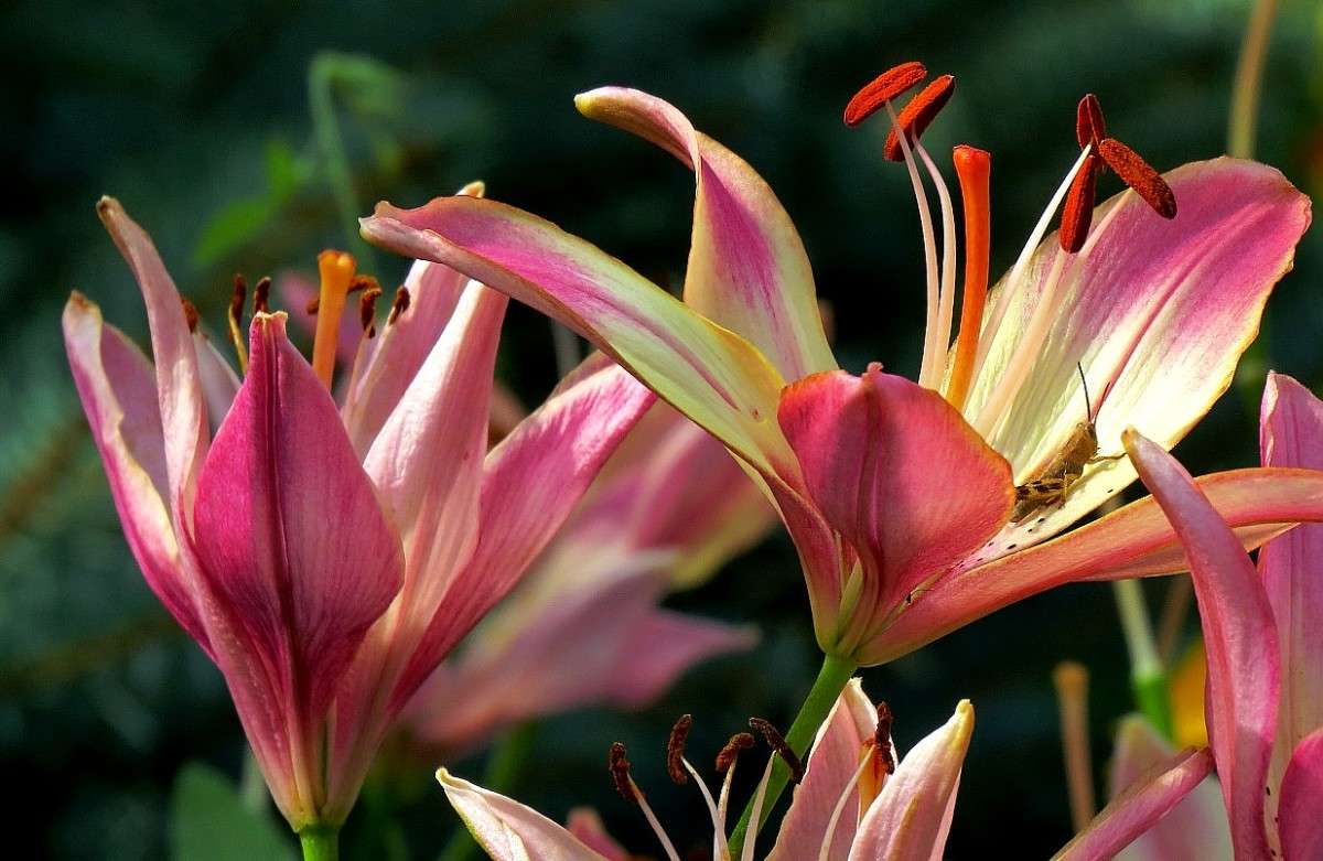 �� ���������� ))) ����� Natali  ��������� �� PhotoGeek.ru #������ ��� ������� #����� ��������������