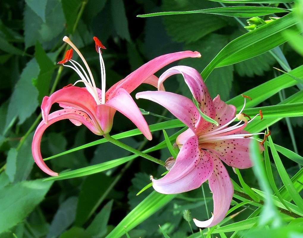 ������� ������ ) ����� Natali  ��������� �� PhotoGeek.ru #������ ��� ������� #����� ��������������