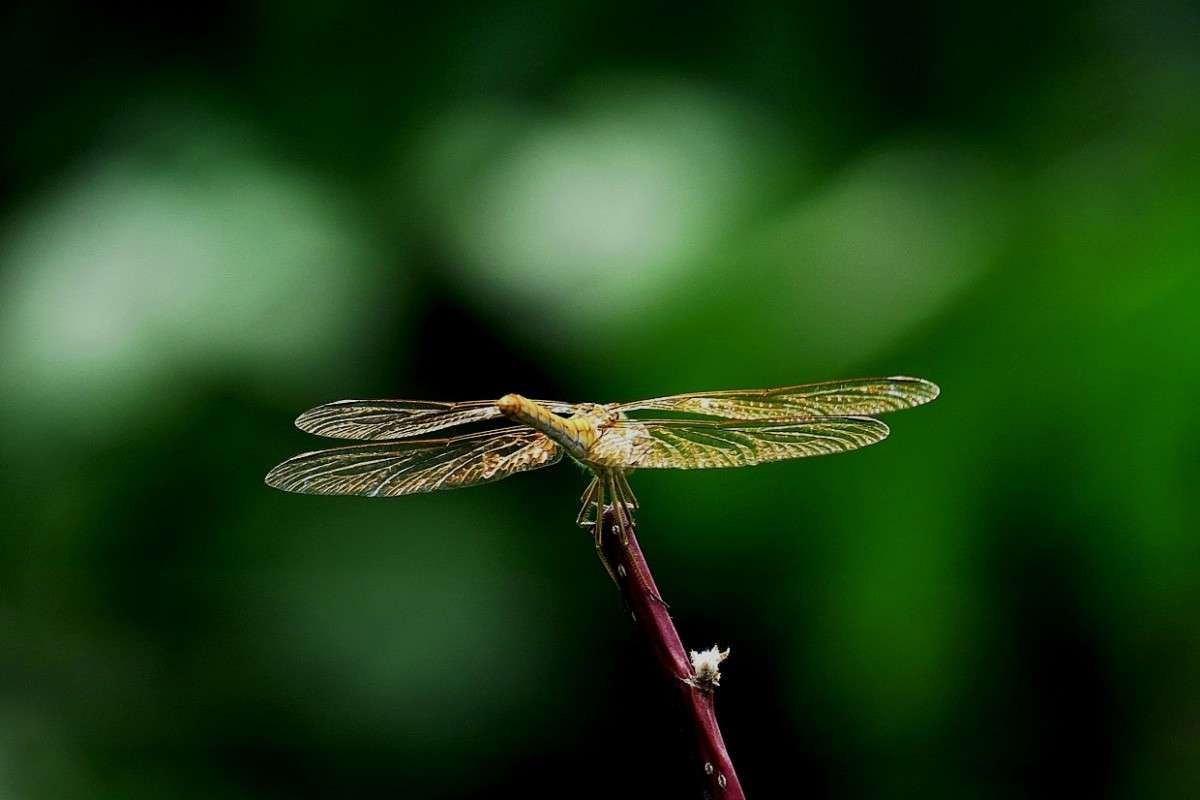 ... ����� Natali  ��������� �� PhotoGeek.ru #�����