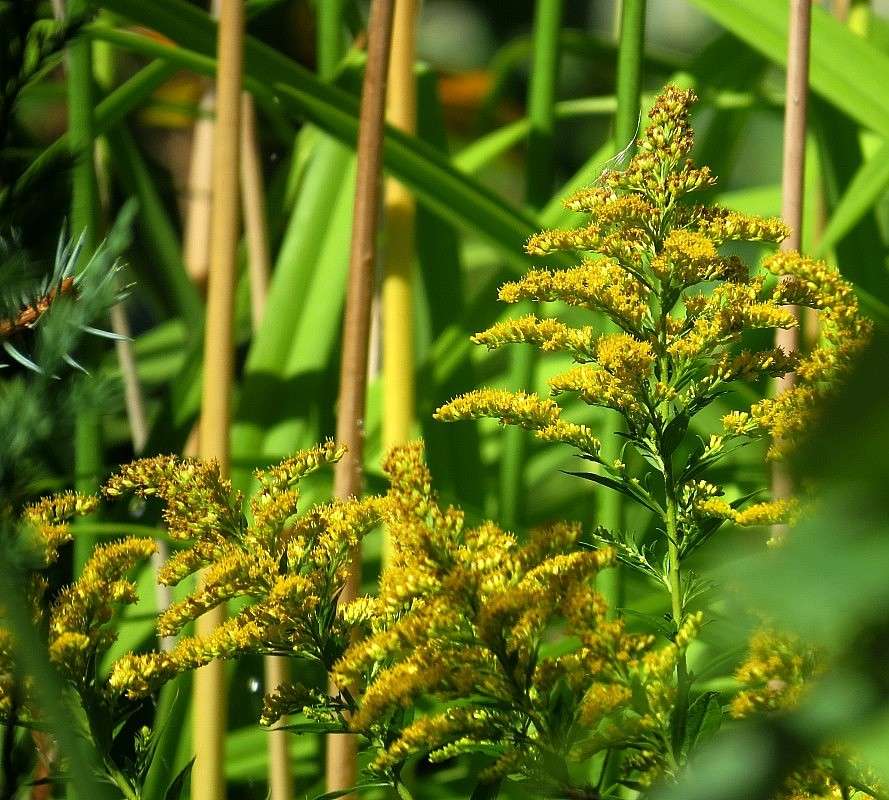 ����� �����, �� ������ ������ 5 ... ( ����� Natali  ��������� �� PhotoGeek.ru #����� ��������������