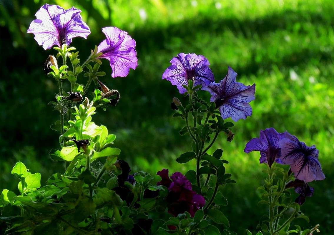 � �� ������� .. ) ����� Natali  ��������� �� PhotoGeek.ru #������ ��� ������� #����� ��������������