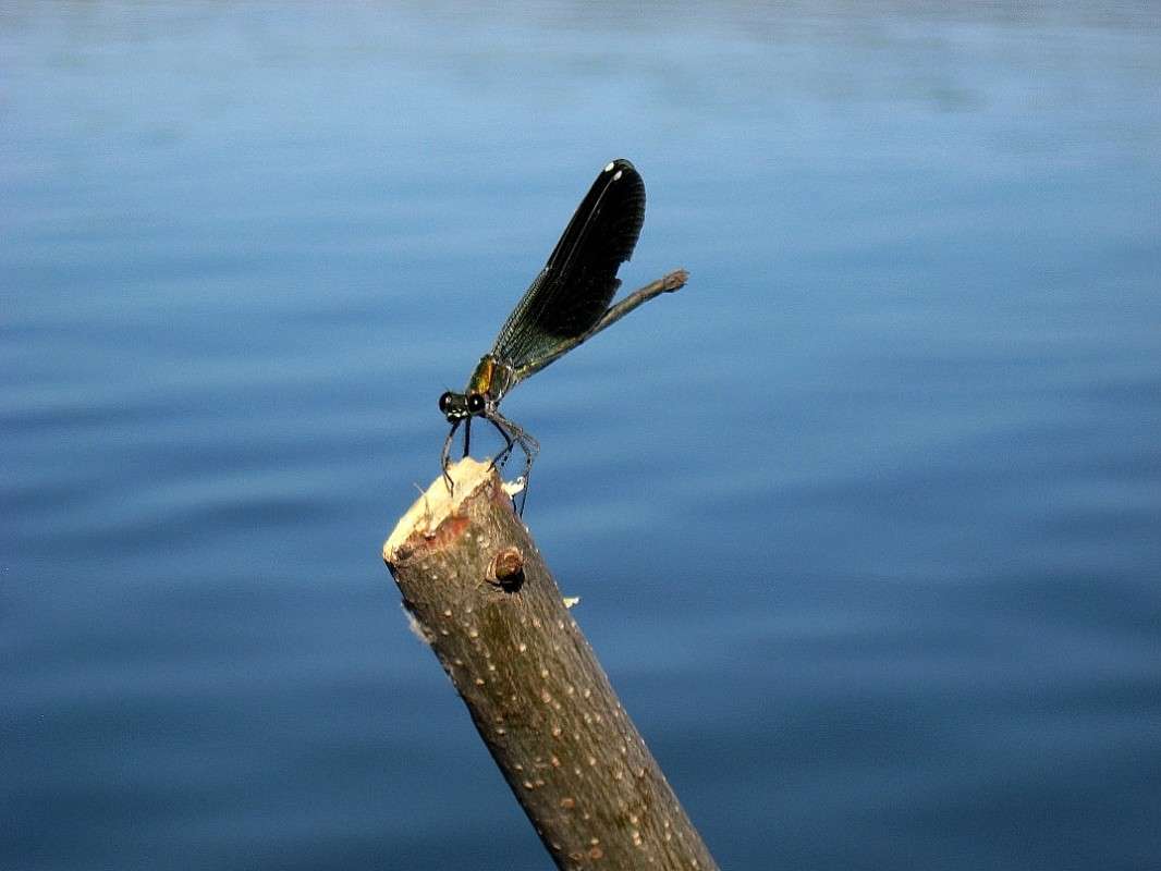 ... ����� Natali  ��������� �� PhotoGeek.ru #������