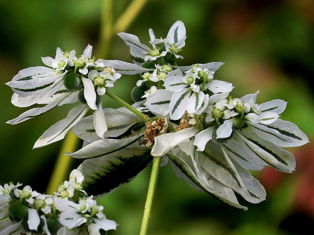 ... ����� Natali  ��������� �� PhotoGeek.ru #������ ��� ������� #����� ��������������