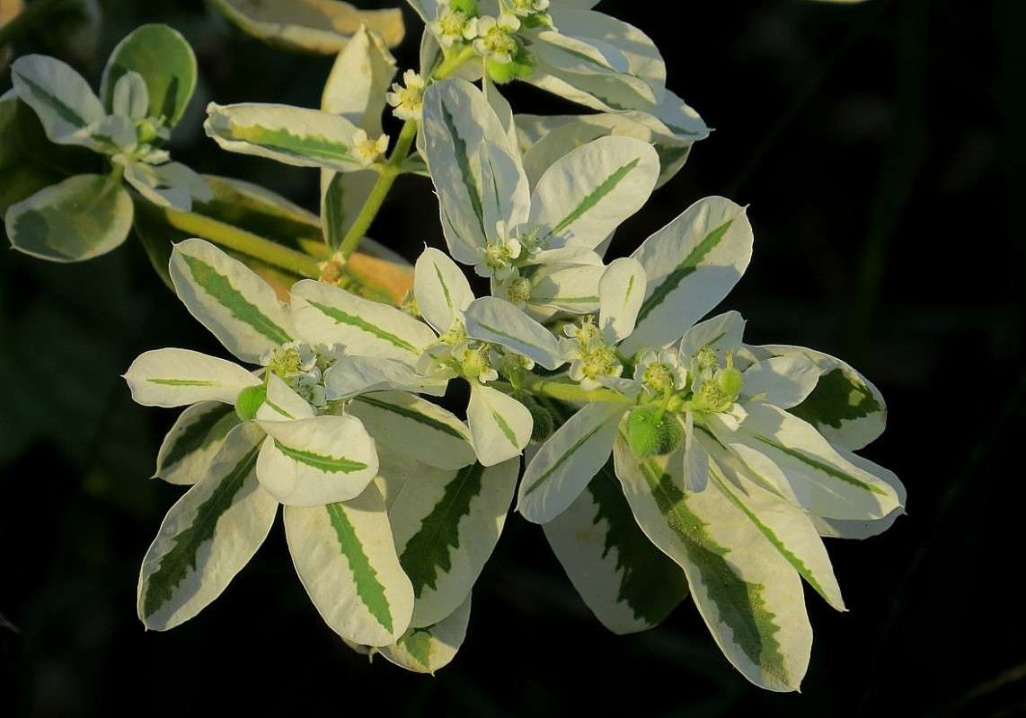 * ����� Natali  ��������� �� PhotoGeek.ru #������ ��� ������� #����� ��������������