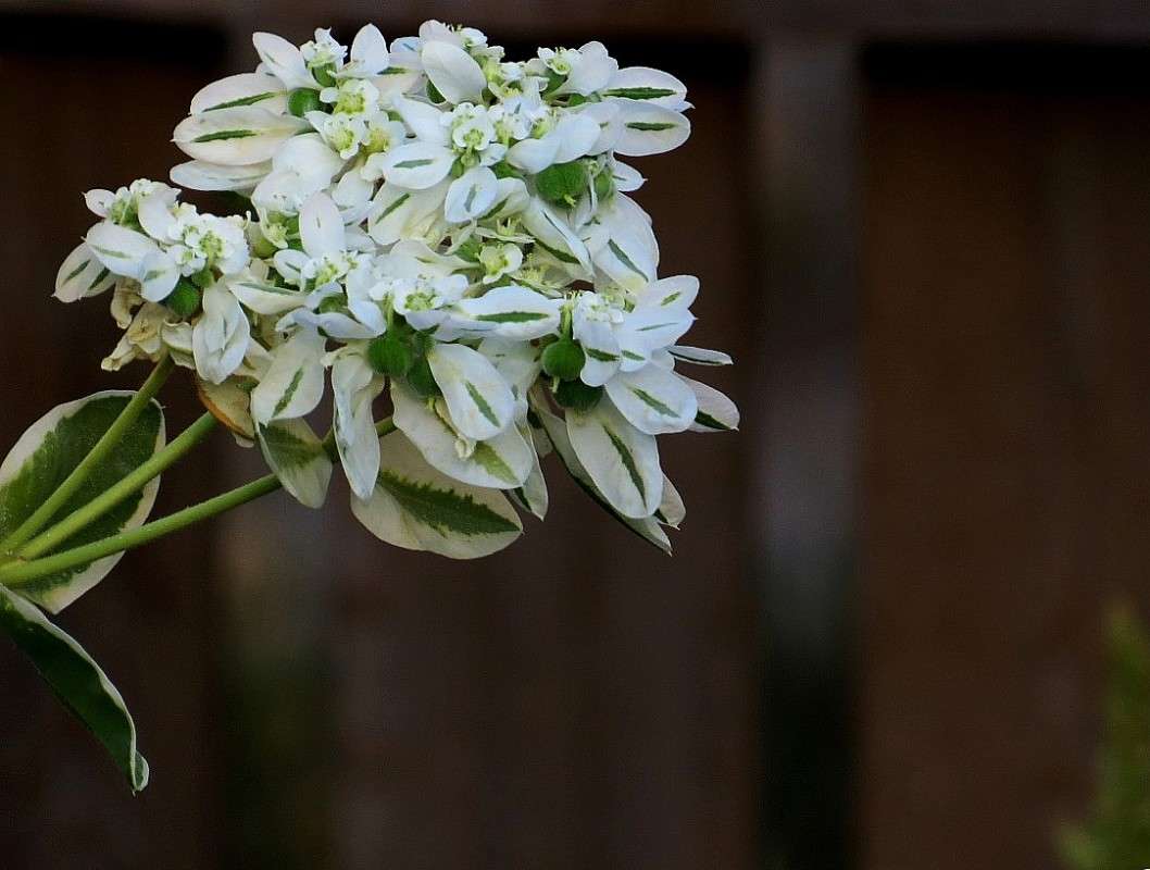 ������ ����� 