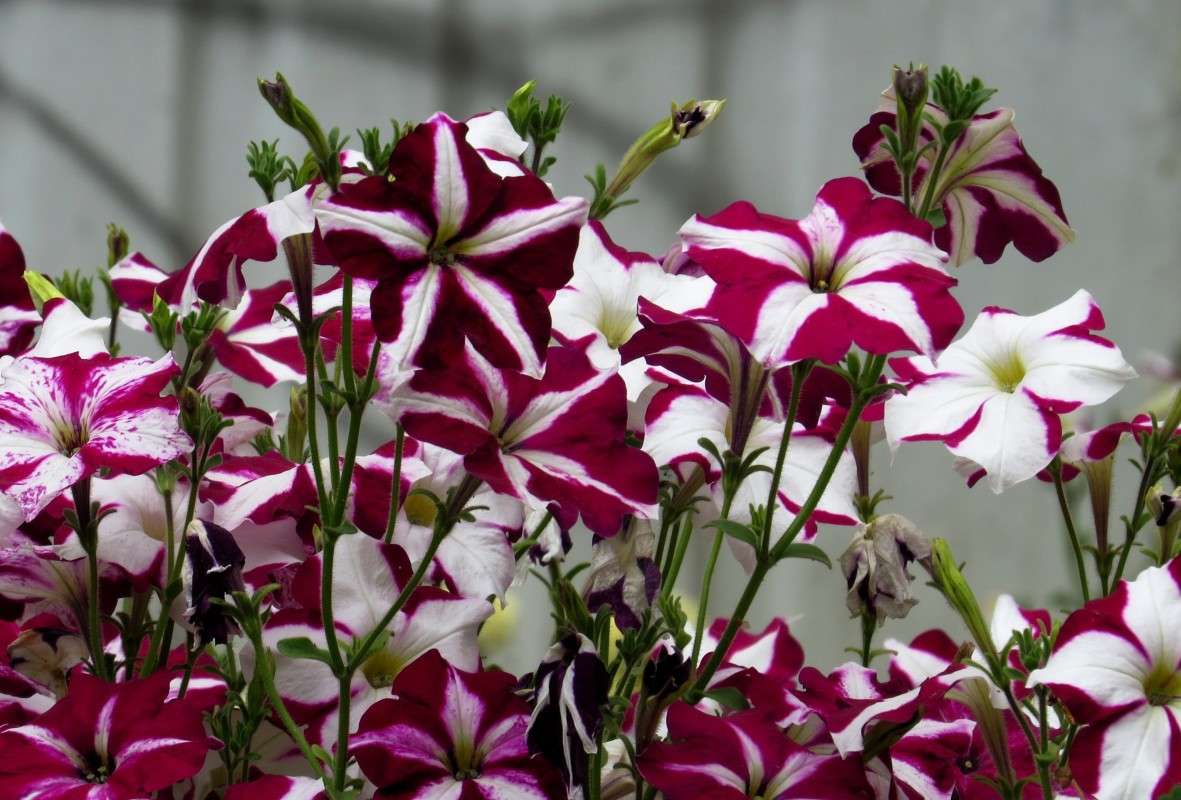 ... ����� Natali  ��������� �� PhotoGeek.ru #����� ��������������