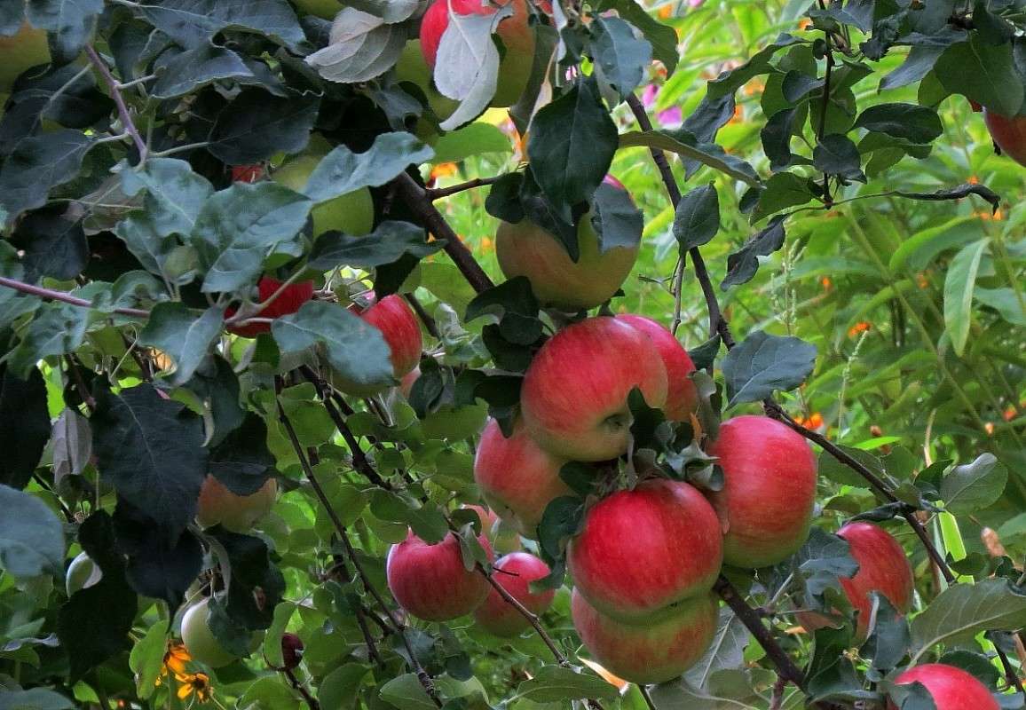 ������� .... ����� Natali  ��������� �� PhotoGeek.ru #������ ��� ������� #����� ��������������