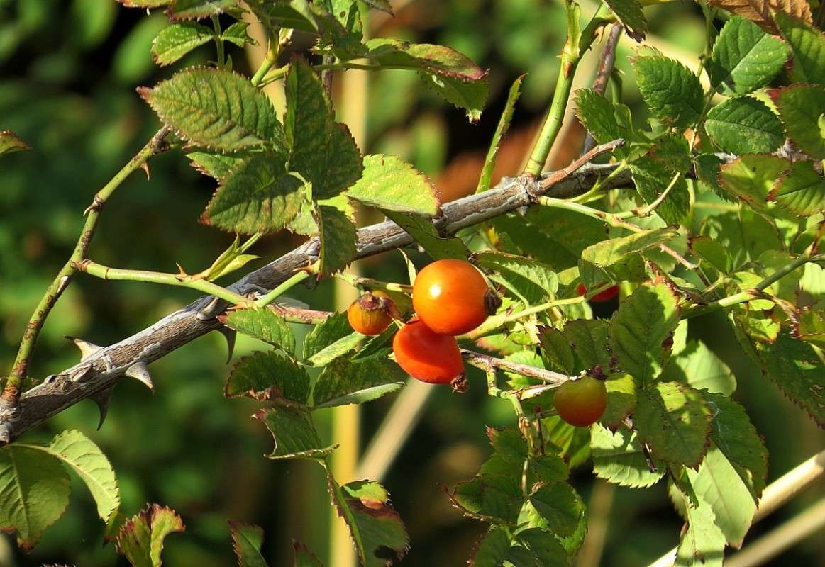 ... ����� Natali  ��������� �� PhotoGeek.ru #������ ��� ������� #����� ��������������