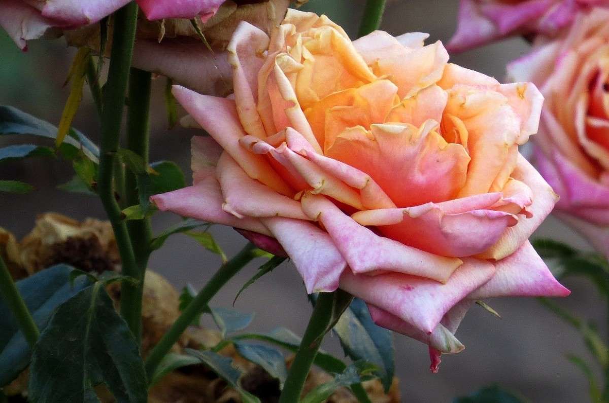 ������� ��� ����� Natali  ��������� �� PhotoGeek.ru #������ ��� ������� #����� ��������������