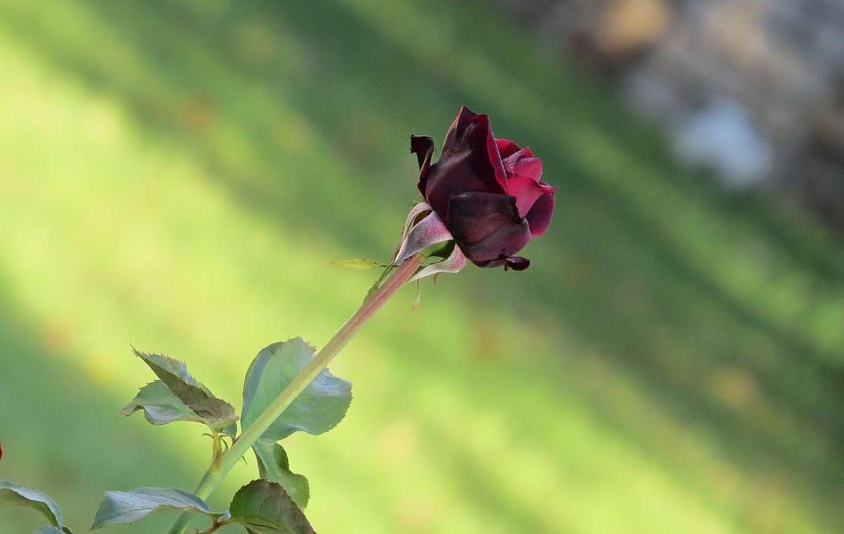 ������� ��� 2 ����� Natali  ��������� �� PhotoGeek.ru #������ ��� ������� #����� ��������������