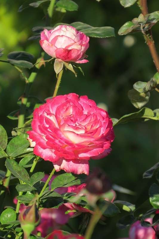 ������� ��� 3 ����� Natali  ��������� �� PhotoGeek.ru #������ ��� ������� #����� ��������������