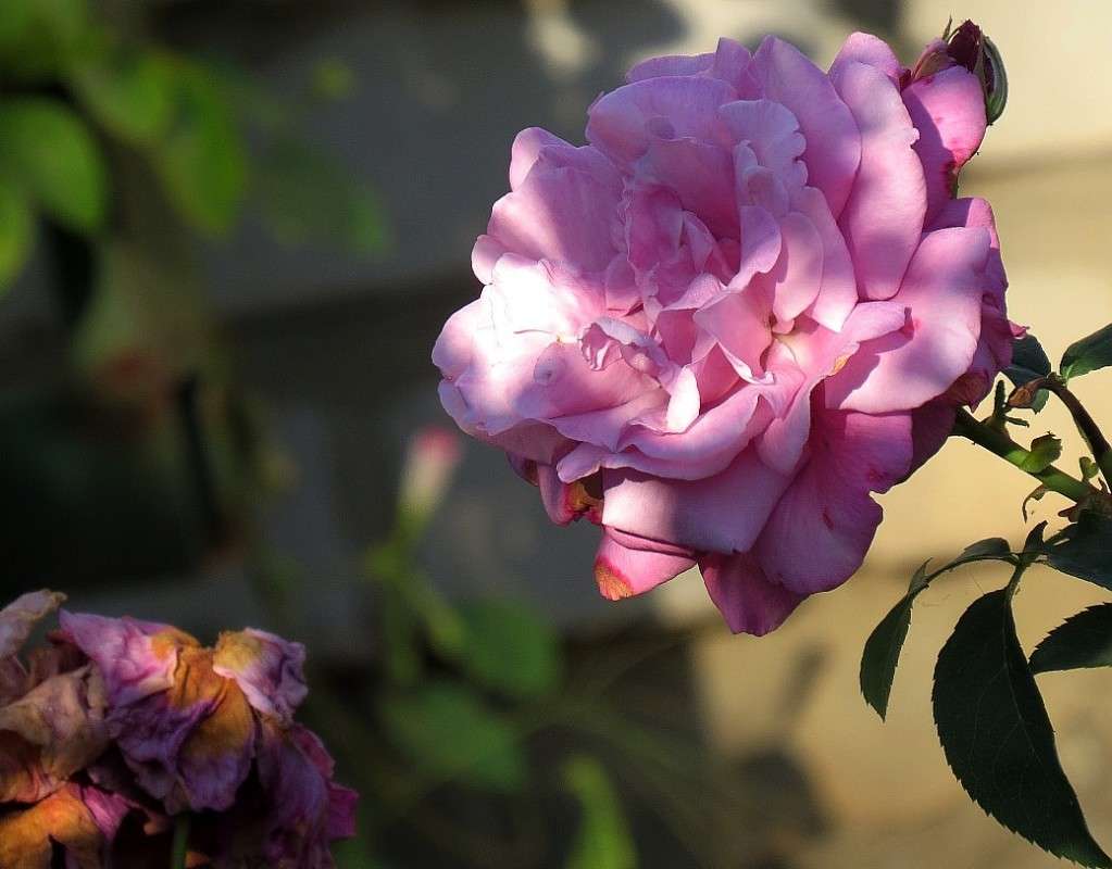 ������� ��� 4 ����� Natali  ��������� �� PhotoGeek.ru #������ ��� ������� #����� ��������������