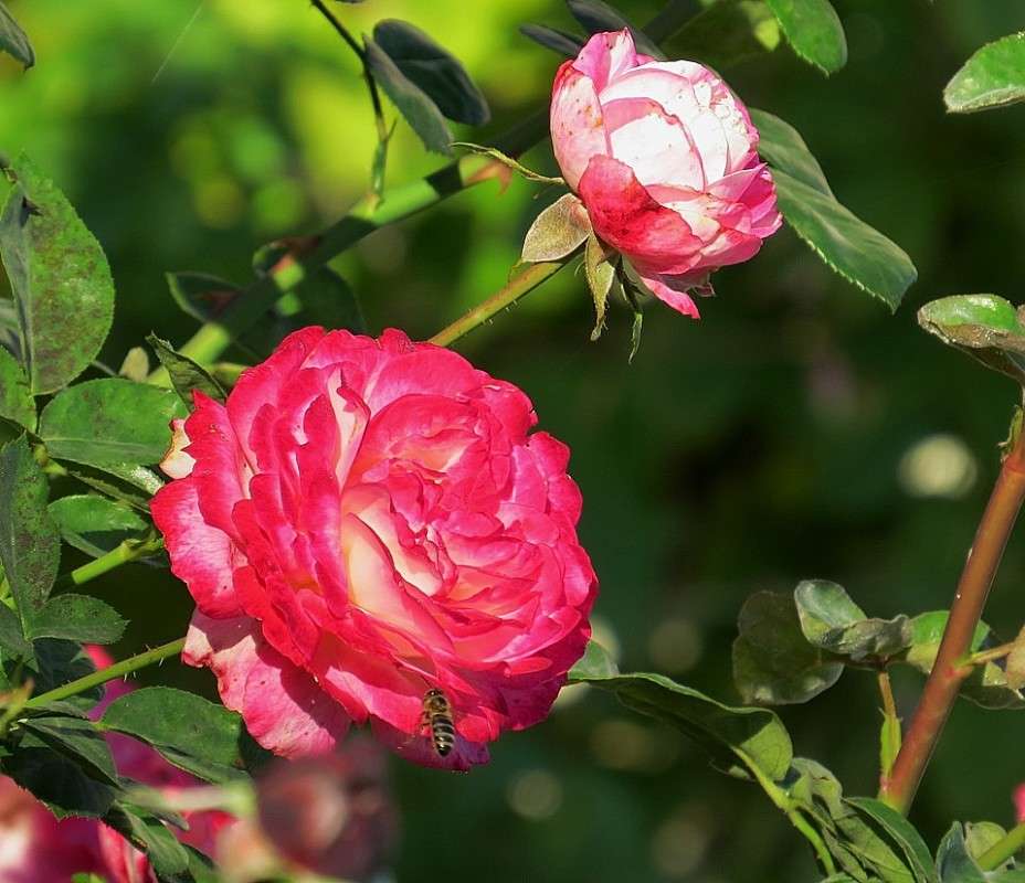 ������� ��� 6 ����� Natali  ��������� �� PhotoGeek.ru #������ ��� ������� #����� ��������������