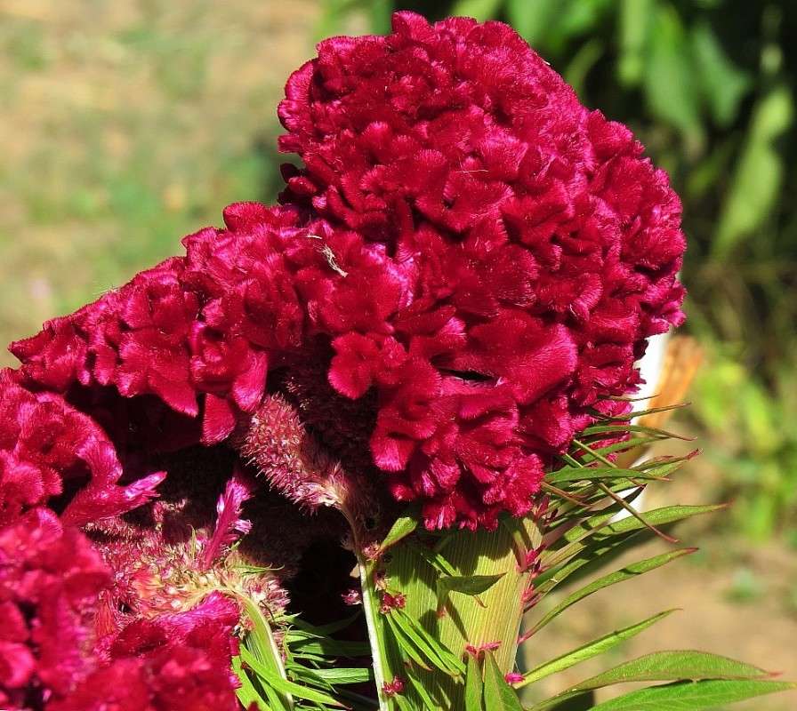 � ���������  ��������� ... )  2 ����� Natali  ��������� �� PhotoGeek.ru #������ ��� ������� #����� ��������������