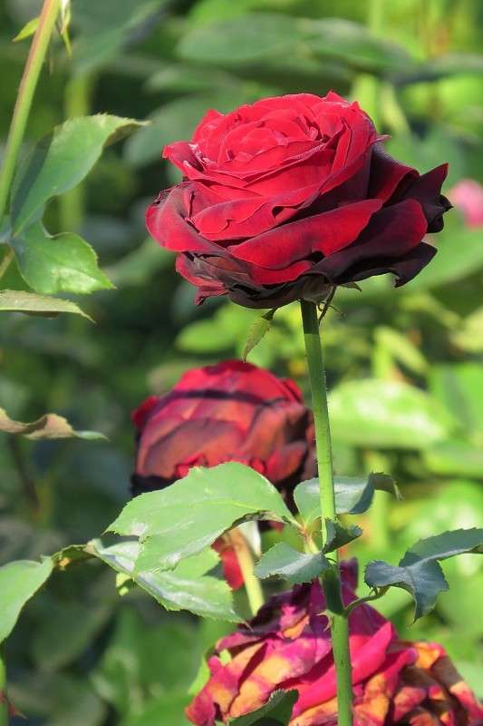 ... ����� Natali  ��������� �� PhotoGeek.ru #������ ��� ������� #����� ��������������