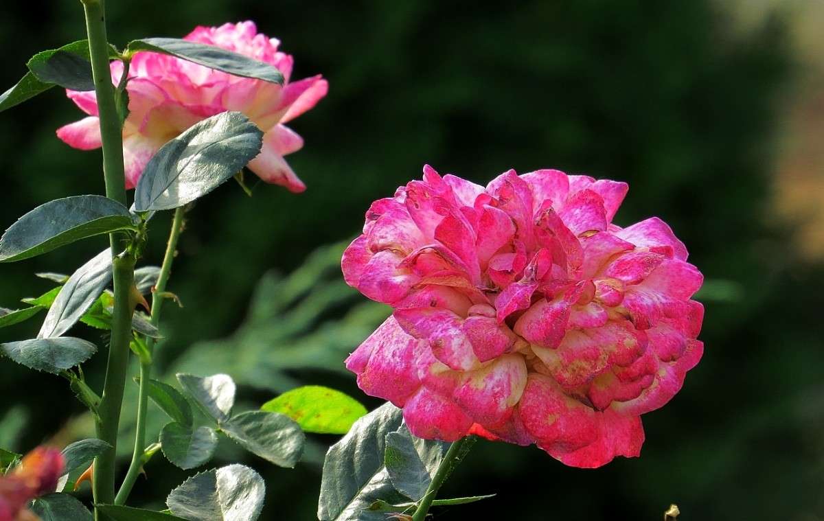 ��������� ))) ����� Natali  ��������� �� PhotoGeek.ru #������ ��� ������� #����� ��������������