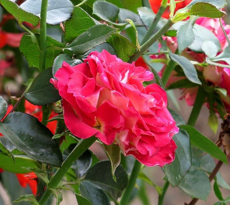 ����� ����� ����� Natali  ��������� �� PhotoGeek.ru #������ ��� ������� #����� ��������������