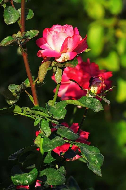 ... ����� Natali  ��������� �� PhotoGeek.ru #������ ��� ������� #����� ��������������