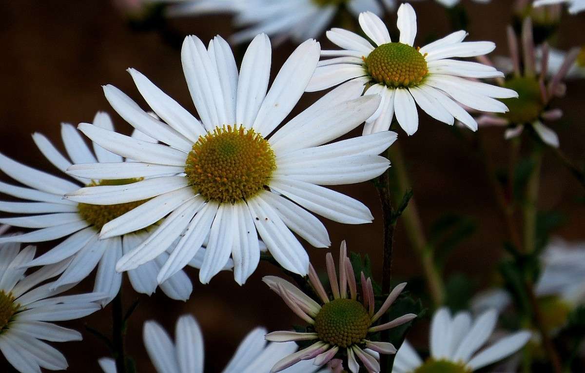 ������� � ����� .... ����� Natali  ��������� �� PhotoGeek.ru #������ ��� ������� #����� ��������������