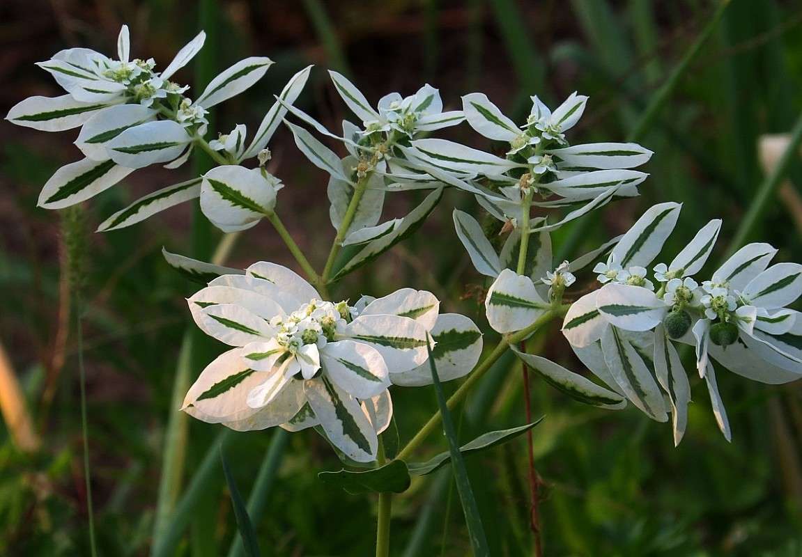 ������� � ����� 5 ...) ����� Natali  ��������� �� PhotoGeek.ru #������ ��� ������� #����� ��������������