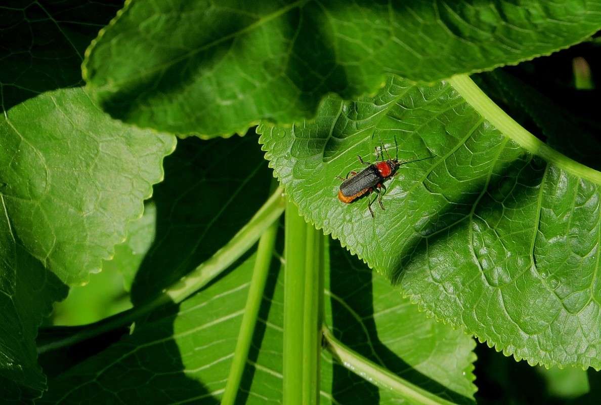 ��� ���, ����� �������� .... ! ))) ����� Natali  ��������� �� PhotoGeek.ru #������ ��� ������� #����� ��������������