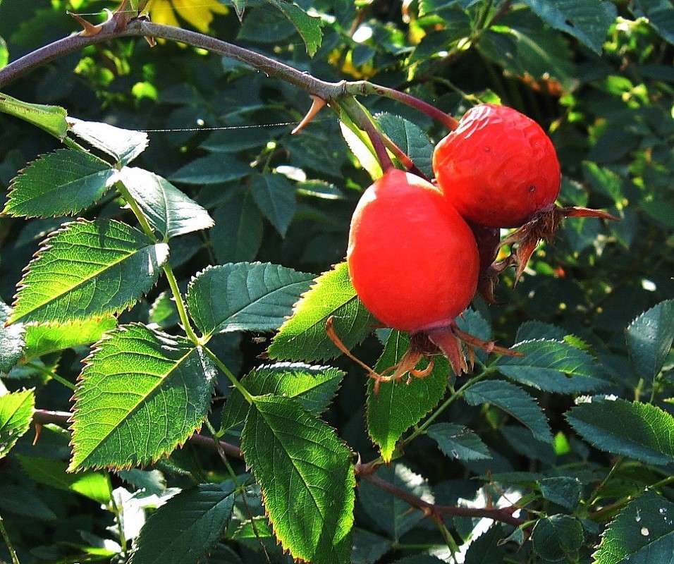 ... ����� Natali  ��������� �� PhotoGeek.ru #������ ��� ������� #����� ��������������