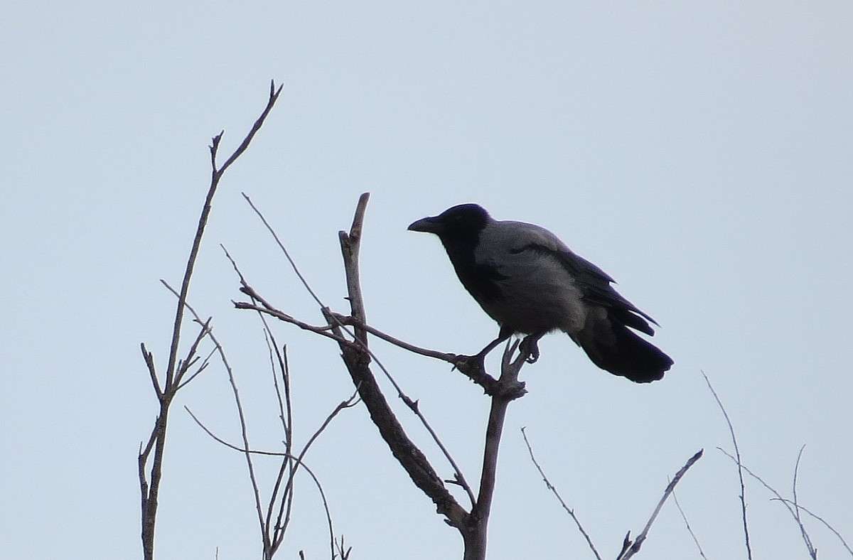 ������ ���� 4 ����� Natali  ��������� �� PhotoGeek.ru #�������� ���