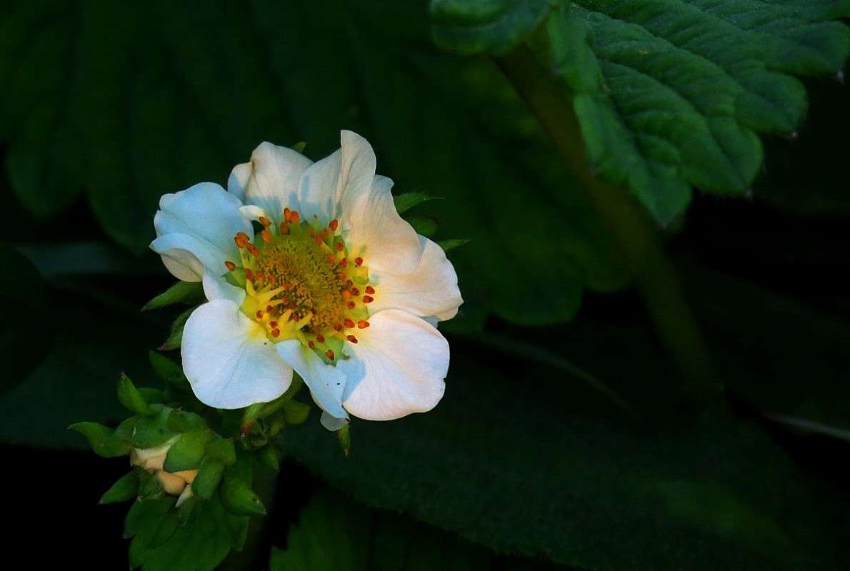 ������ ������������ ) ����� Natali  ��������� �� PhotoGeek.ru #������ ��� ������� #����� ��������������