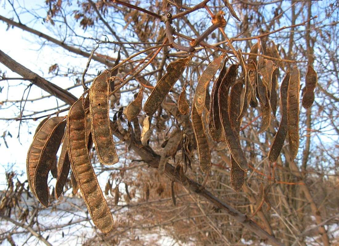 ... ����� Natali  ��������� �� PhotoGeek.ru #����� ��������������