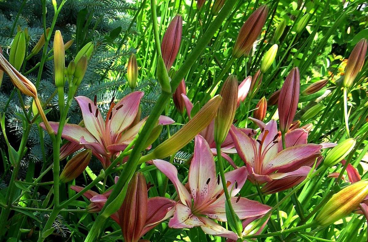 ��������� ����� ... ) ...3 ����� Natali  ��������� �� PhotoGeek.ru #������ ��� ������� #����� ��������������