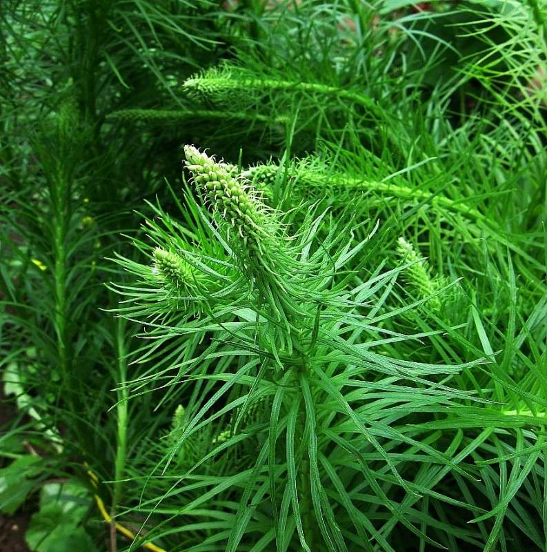 ��������� ����� ... ) ...5 ����� Natali  ��������� �� PhotoGeek.ru #������ ��� ������� #����� ��������������