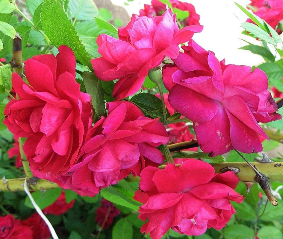 ... ����� Natali  ��������� �� PhotoGeek.ru #������ ��� ������� #����� ��������������