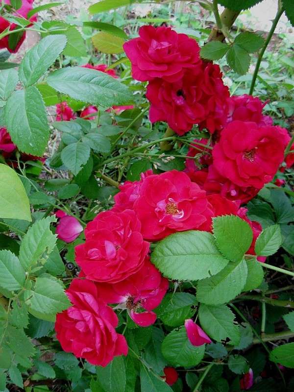 ... ����� Natali  ��������� �� PhotoGeek.ru #������ ��� ������� #����� ��������������