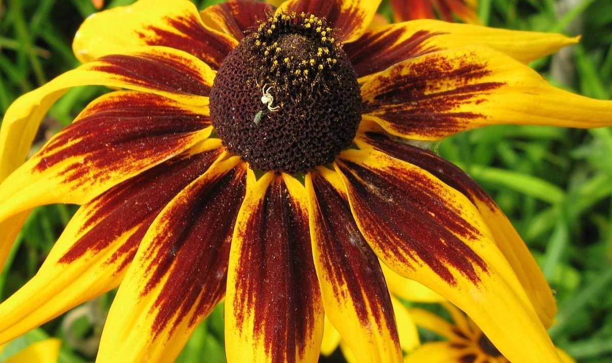 ������ - ���� ... ) ����� Natali  ��������� �� PhotoGeek.ru #������ ��� ������� #����� ��������������