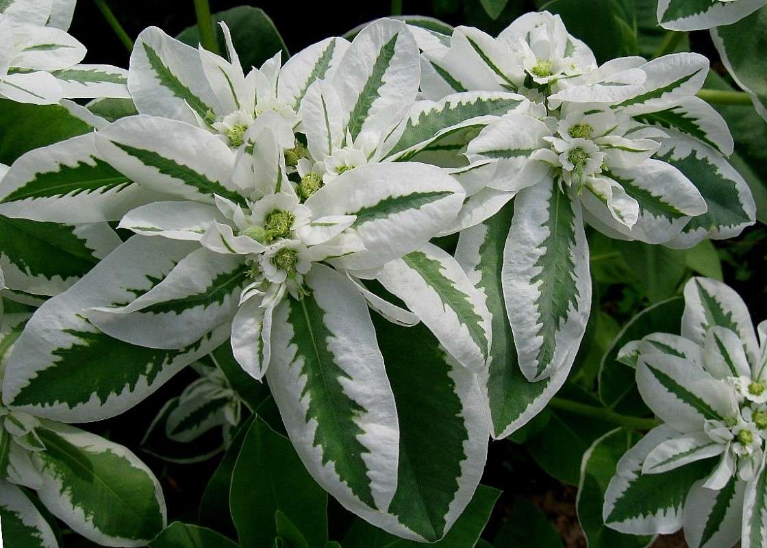 �������������� ������� ))) ����� Natali  ��������� �� PhotoGeek.ru #������ ��� ������� #����� ��������������