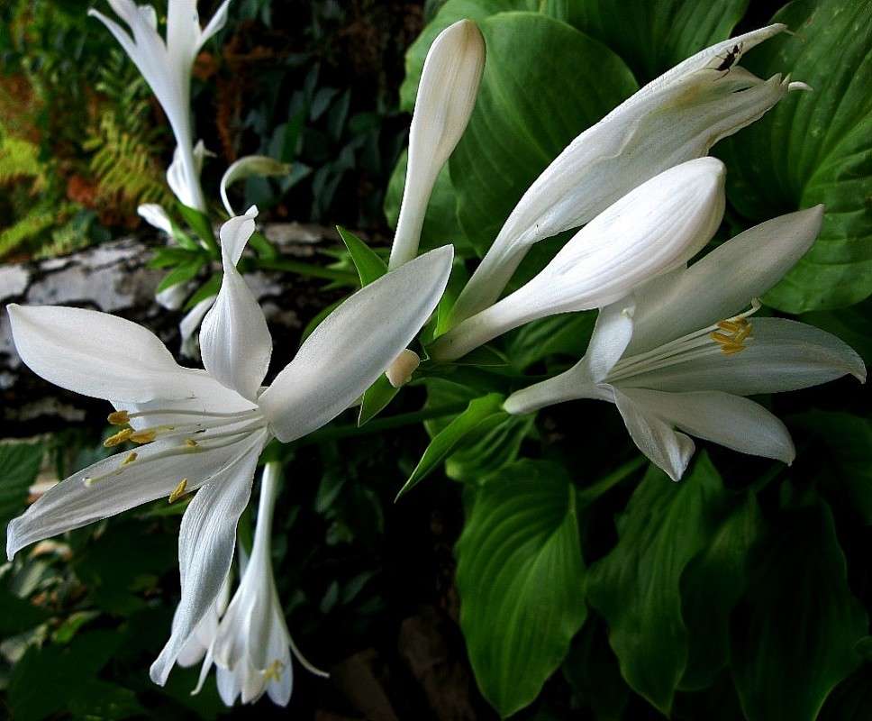 ... ����� Natali  ��������� �� PhotoGeek.ru #������ ��� ������� #����� ��������������