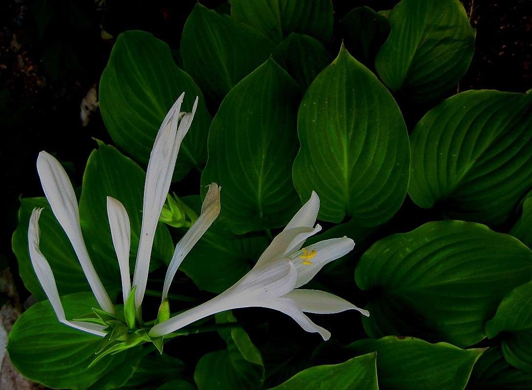 ... ����� Natali  ��������� �� PhotoGeek.ru #����� ��������������