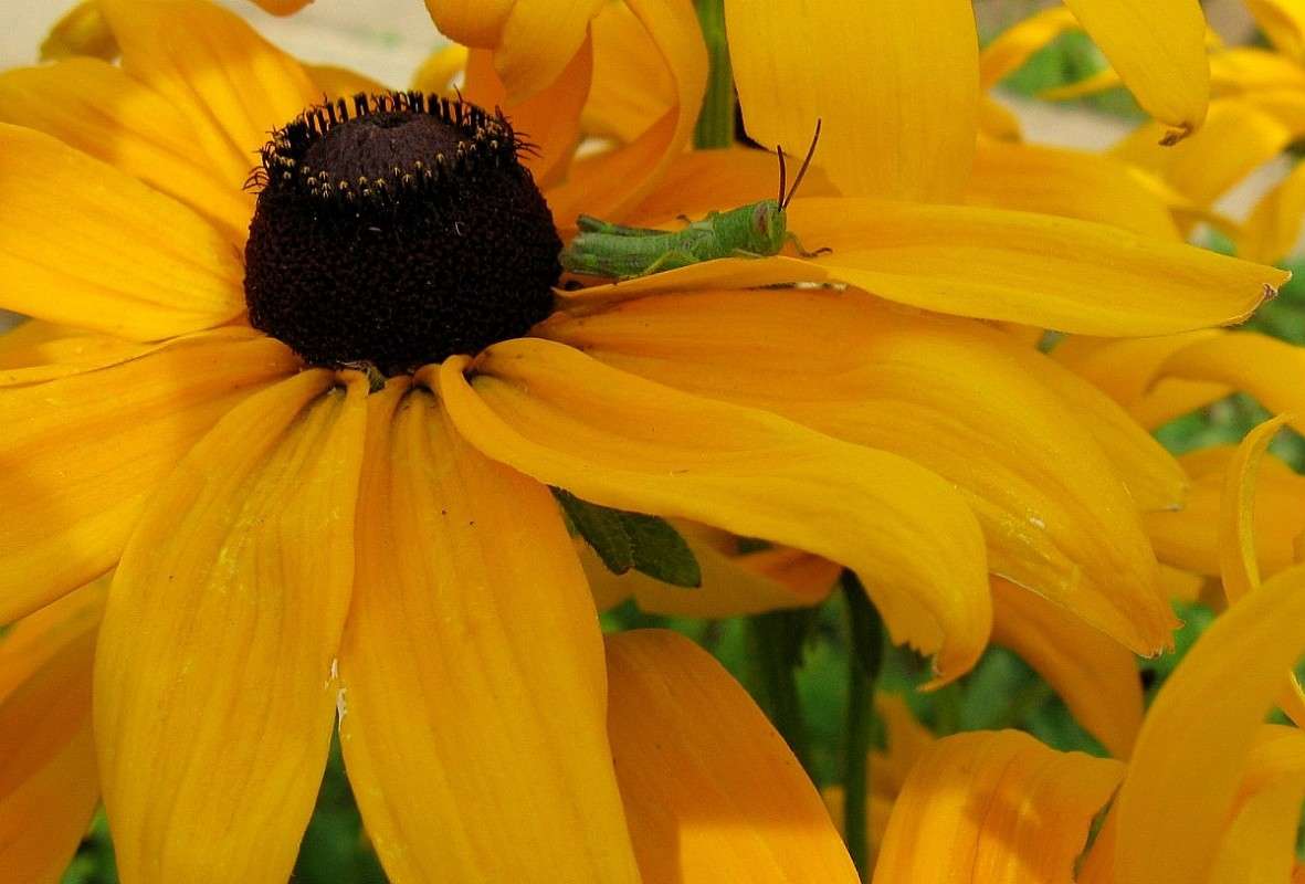 ����� � ������� ))) ����� Natali  ��������� �� PhotoGeek.ru #�������� ��� #����� ��������������